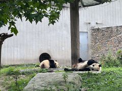 -卧龙中华大熊猫苑神树坪基地