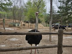 -青藏高原野生动物园