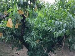 -老袁家蜜桃农场·阳山水蜜桃