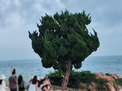 -小麦岛公园
