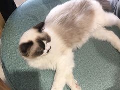 -藏猫猫咖啡主题馆(中央大道店)