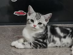 -袖虎·猫馆(体育西路店)