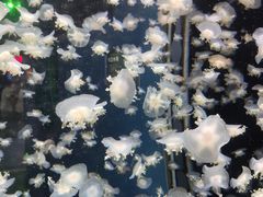 -太平洋海底世界