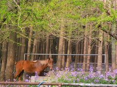 -上海共青森林公园