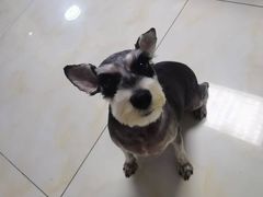 -宠福鑫康馨动物医院·骨科·眼科