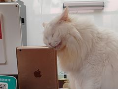 -有猫主题·治愈系猫咖(曾厝垵店)