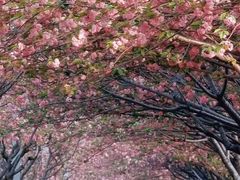 -高东镇樱花园