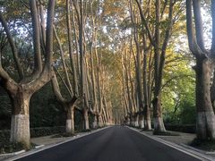 -灵谷景区