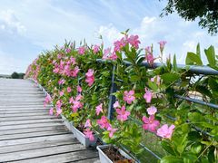 -上海辰山植物园