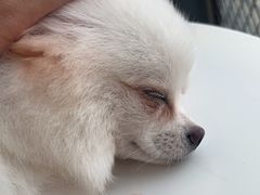 -怪兽屋·羊驼·猫咖·狗咖(俊华广场店)