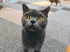 -米宠家·撸猫猫咖·专业洗猫·猫咪寄养(高新大都荟店)