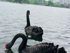 -武汉动物园