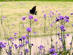 -杭州城北体育公园