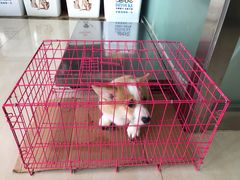 -佑安动物医院·全科·内窥镜中心(幸福巷店)