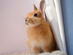 -雨林宠物医院 非犬猫异宠专科