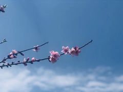 -南汇桃花村