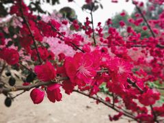 -秀丽东方