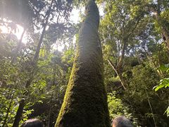-西双版纳原始森林公园