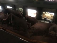 -美国自然历史博物馆