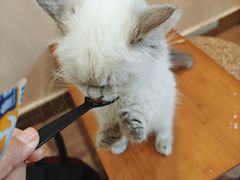 -楼上猫咖(罗湖店)