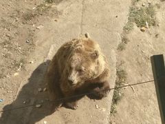 -新疆天山野生动物园