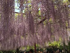 -嘉定紫藤园