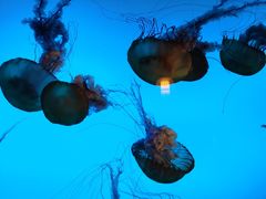 -太平洋海底世界