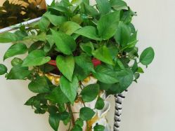 -久匠·纹眉半永久野生眉