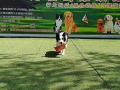 -宠物寄养训练学校