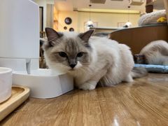 -滚猫咖啡·猫咖·猫友好撸猫(未来城店)