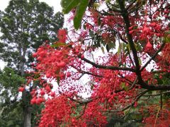 -墨尔本皇家植物园