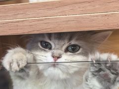 -猫十亿·布偶金渐层·曼基康矮脚猫舍(青年路店)