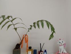 -WENDY·温迪皮肤管理