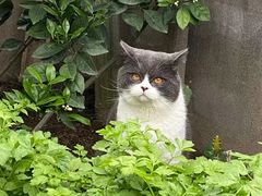 -乐派堂宠物医院·猫友好· 心脏科(东街店)