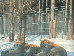 -横道河子东北虎林园