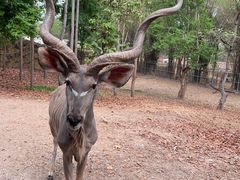-清迈夜间动物园