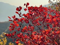 -大岭沟猕猴桃谷风景区