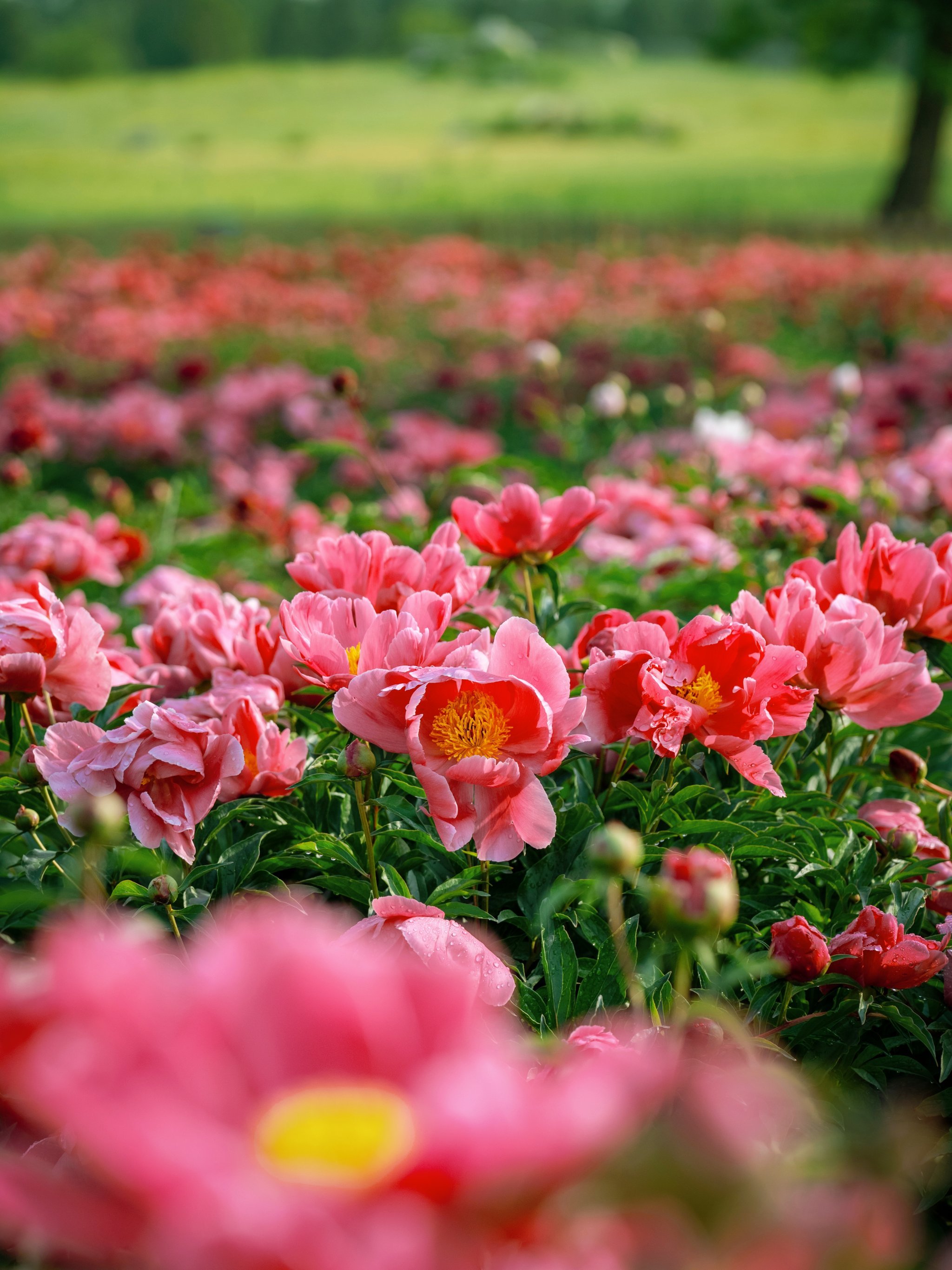 圆明园芍药4️⃣机位全解析,5.10实拍❗️