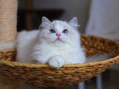 -Bastet sally猫舍购宠(静安店)