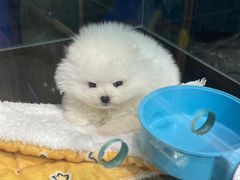 -FAELING PETS美天灵宠物(富力广场店)