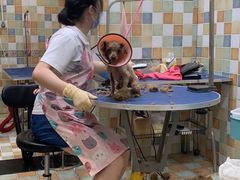 -米苏动物医院·犬猫专科·骨科外科内窥镜