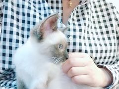 -万小咖.猫咖(中山路天虹店)