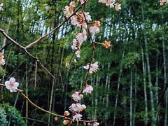 -林坑古村落