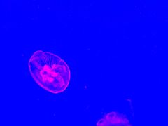 -皇家极地海洋世界-售票处