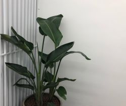 -AMOR慕尔造型