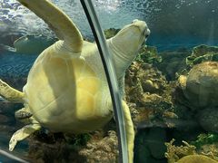 -上海海洋水族馆