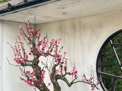 -香雪海
