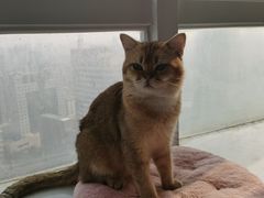 -共舞时光猫咖·狗咖(新街口店)