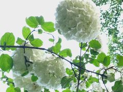 -上海市龙华烈士陵园