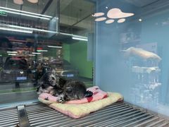 -FAELING PETS美天灵宠物(合生汇店)